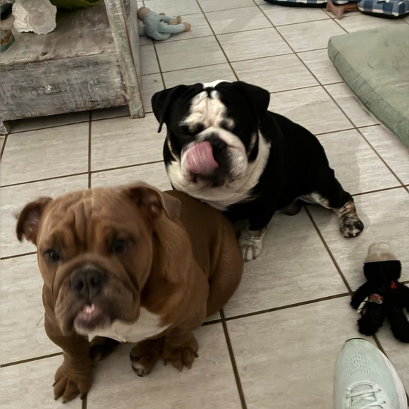 bulldog606